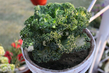2500 Vates Blue Curled Kale (Brassica Oleracea) Seeds