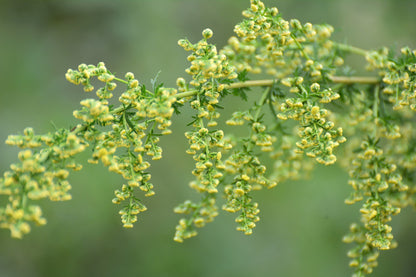 Sweet Wormwood (Sweet Annie) (Artemisia annua) Seeds – 1,000 ct