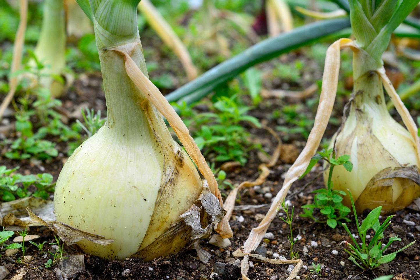 500 Sweet White Spanish Onion (Allium Cepa) Seeds
