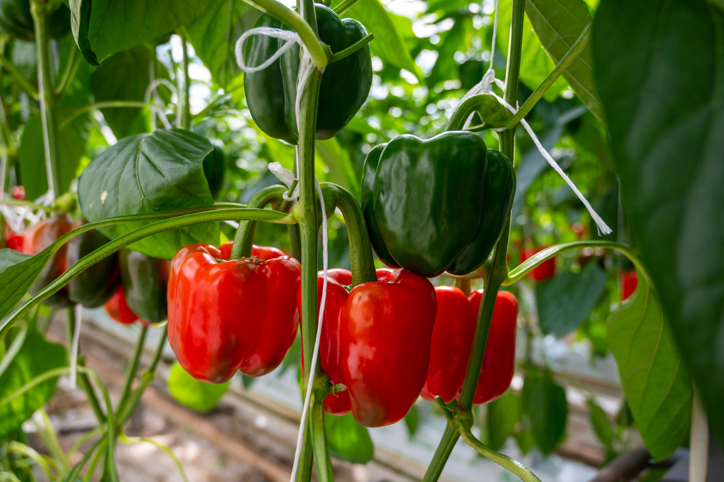 20 Mini Bell Pepper (Capsicum Annuum) Seeds