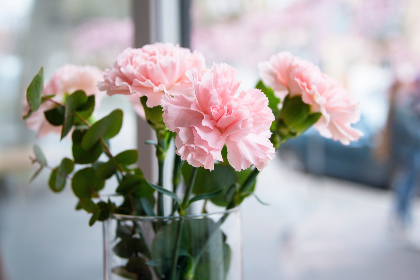 50 La France Carnation (Dianthus Caryophyllus Chabaud) Seeds