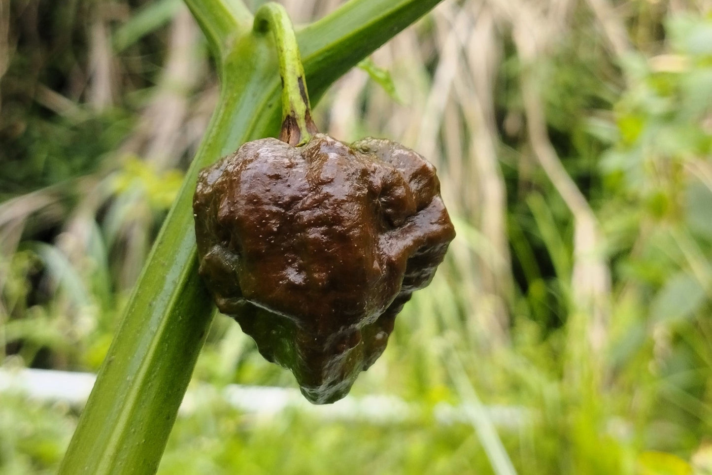 10 Chocolate Carolina Reaper Pepper (Capsicum Chinense) Seeds