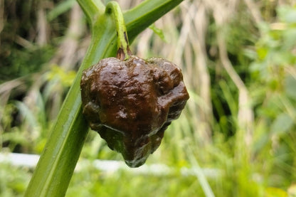 10 Chocolate Carolina Reaper Pepper (Capsicum Chinense) Seeds