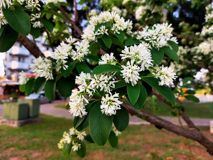 20 Seven Son Shrub Tree (Heptacodium Miconioides) Seeds