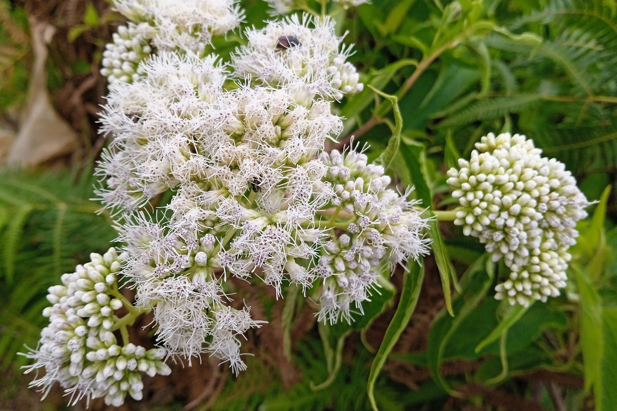 200 Tall White Boneset (Eupatorium Perfoliatum) Seeds