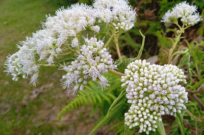 200 Tall White Boneset (Eupatorium Perfoliatum) Seeds
