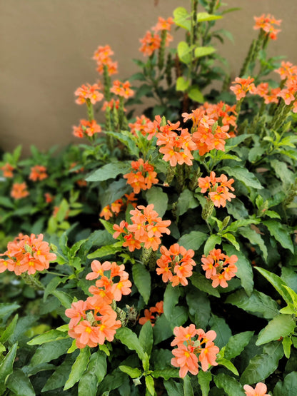 10 Orange Marmalade Crossandra (Crossando Infundibuliformis) Seeds