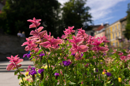 Pink Sundae Clary Sage (Salvia viridis) Seeds – 50 ct