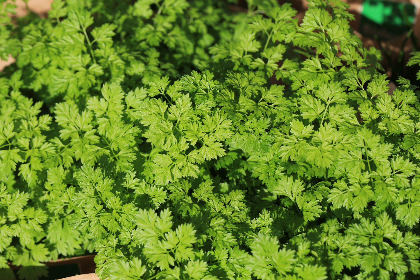 200 Brussels Winter Chervil (Anthriscus Cerefolium) Seeds