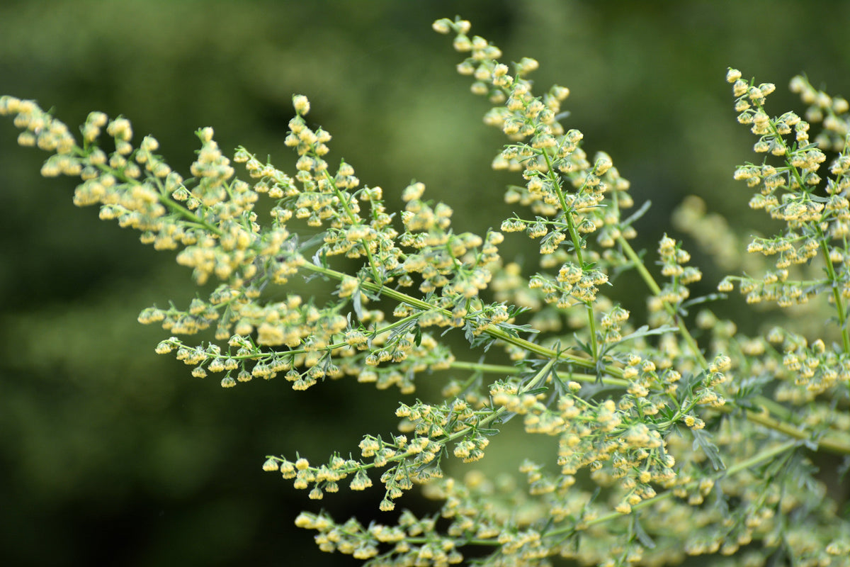 Sweet Wormwood (Sweet Annie) (Artemisia annua) Seeds – 1,000 ct