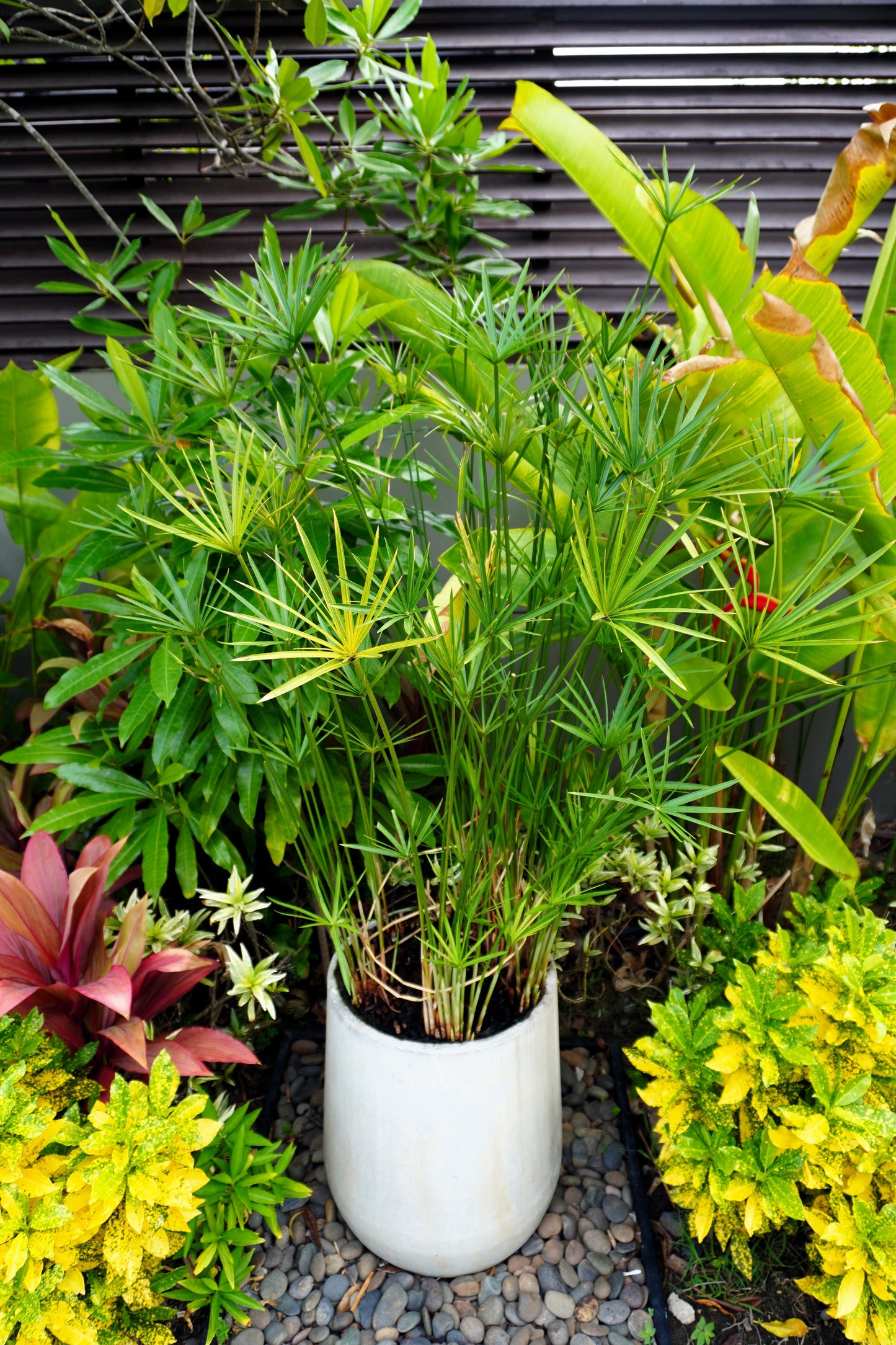 50 Umbrella Plant (Cyperus Alternifolius) Seeds