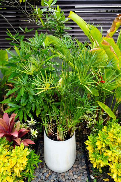 50 Umbrella Plant (Cyperus Alternifolius) Seeds