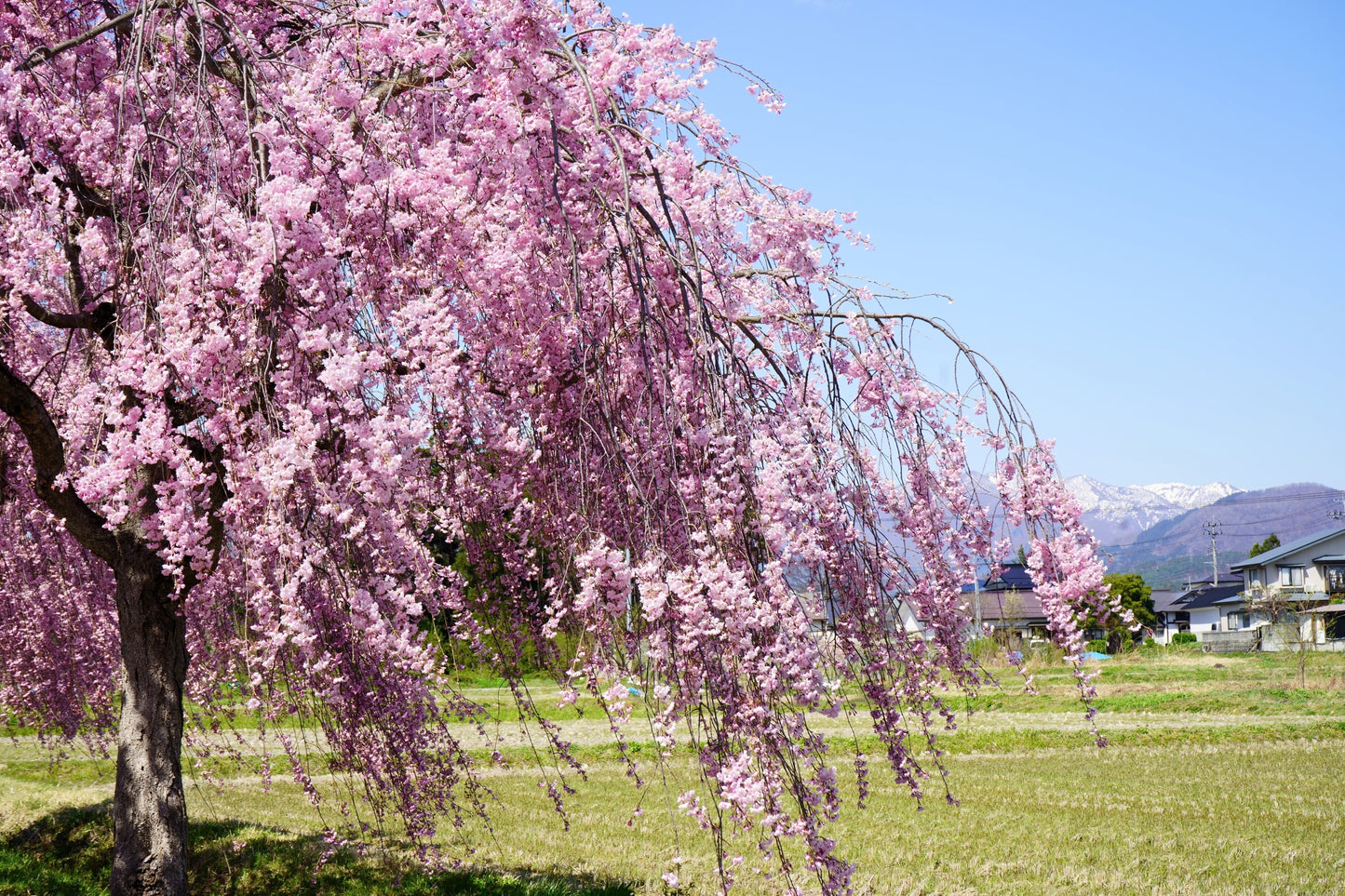 10 Weeping Higan Cherry Tree (Prunus Subhirtella Pendula) Seeds