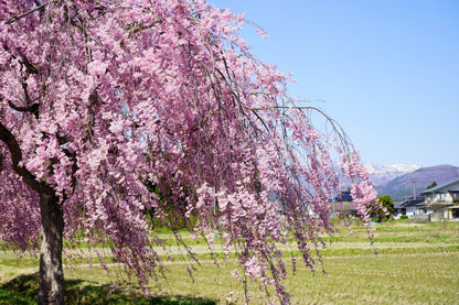 10 Weeping Higan Cherry Tree (Prunus Subhirtella Pendula) Seeds