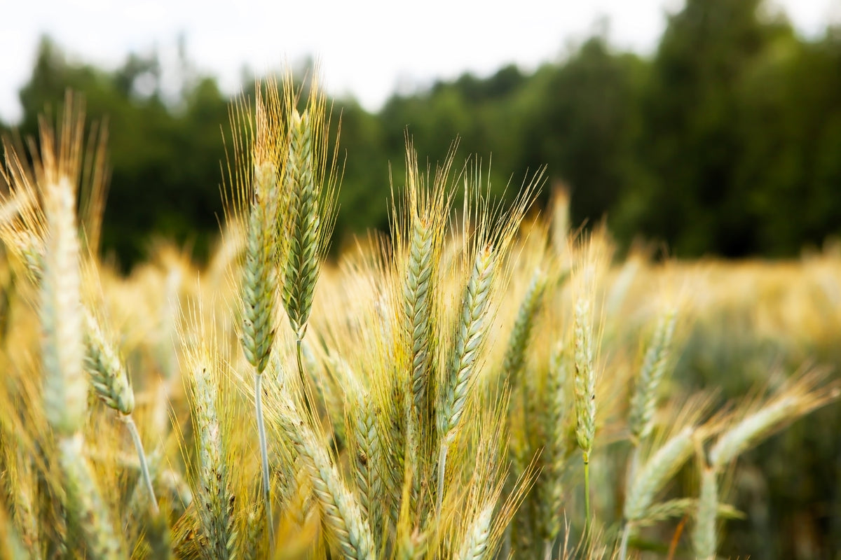 Wrens Abruzzi Winter Rye (Secale cereale) Seeds – 300 ct