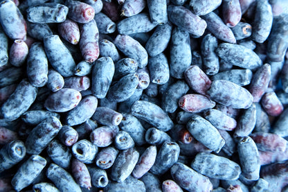 Honeyberry (Lonicera caerulea) Seeds – 30 ct