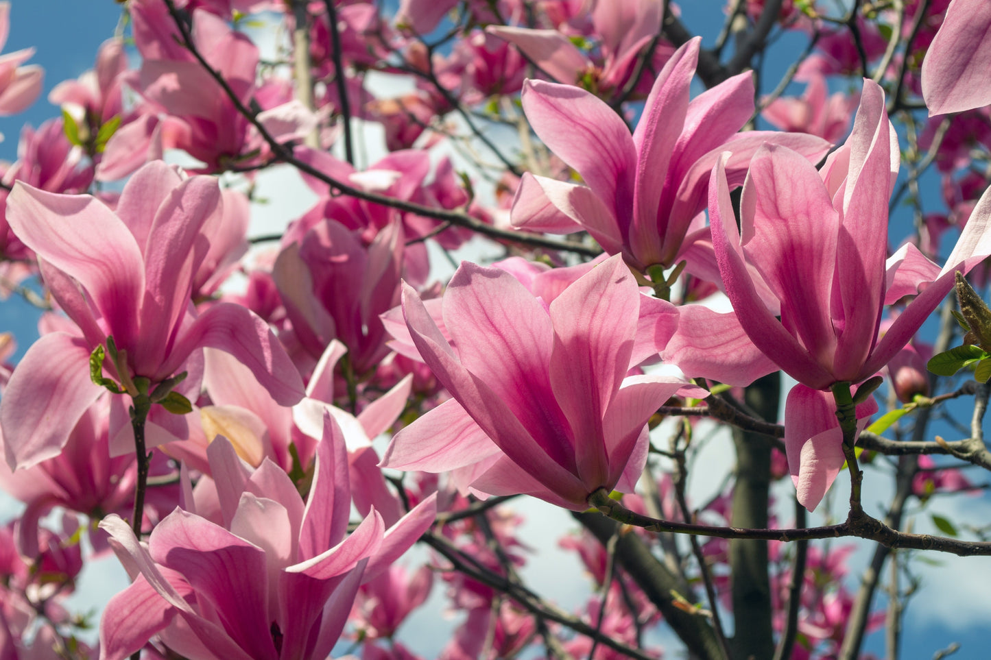 5 Saucer Magnolia/Tulip Tree (Soulangeana Denudata & Liliiflora)  Seeds