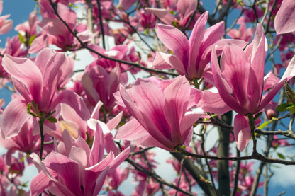 5 Saucer Magnolia/Tulip Tree (Soulangeana Denudata & Liliiflora)  Seeds