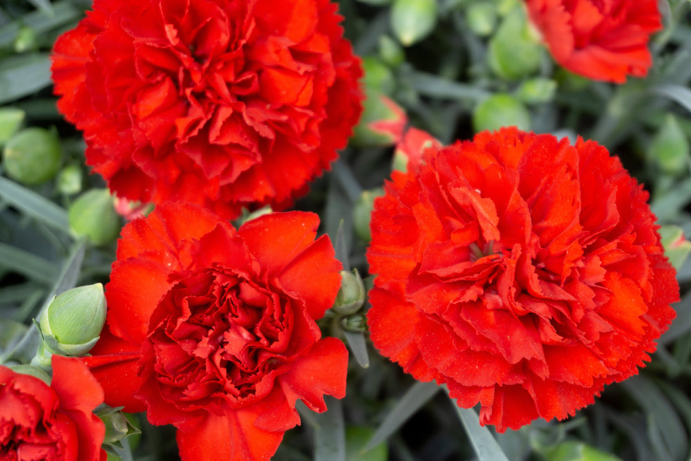 50 Scarlet Carnation  (Dianthus Caryophyllus Grenadin) Seeds
