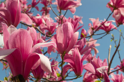 5 Saucer Magnolia/Tulip Tree (Soulangeana Denudata & Liliiflora)  Seeds