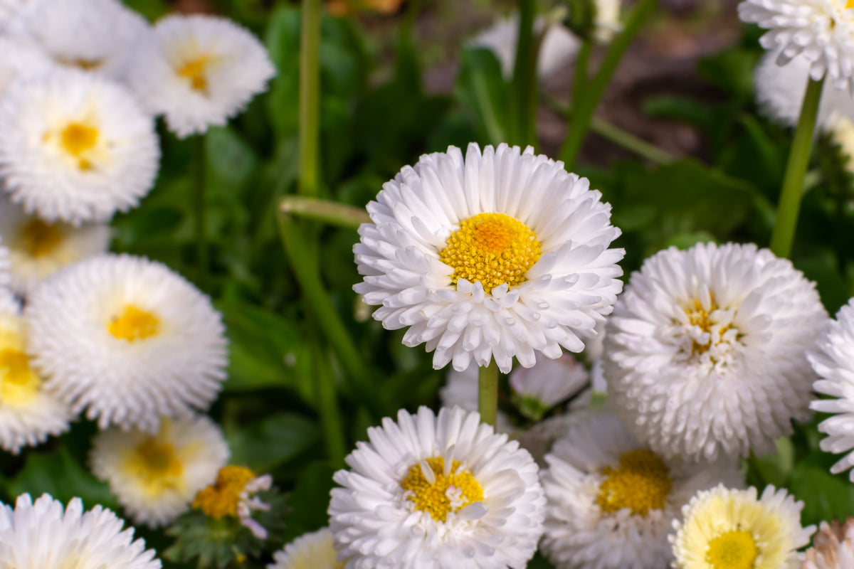 Dwarf White English Daisy (Bellis perennis) Seeds – 500 ct