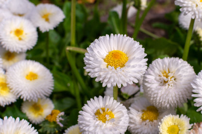 Dwarf White English Daisy (Bellis perennis) Seeds – 500 ct