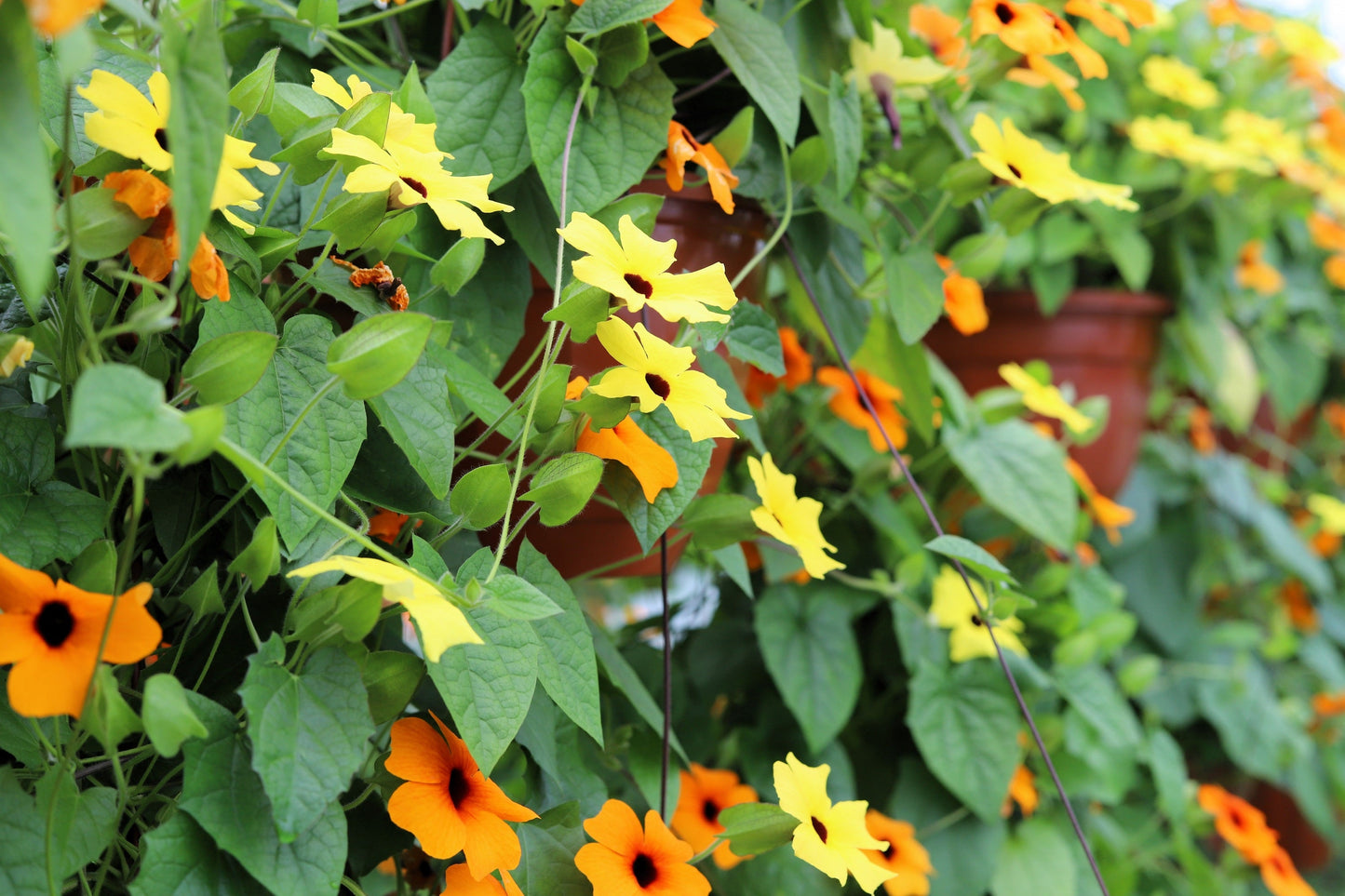 25 Mixed Black Eyed Susan (Thunbergia Alata) Seeds