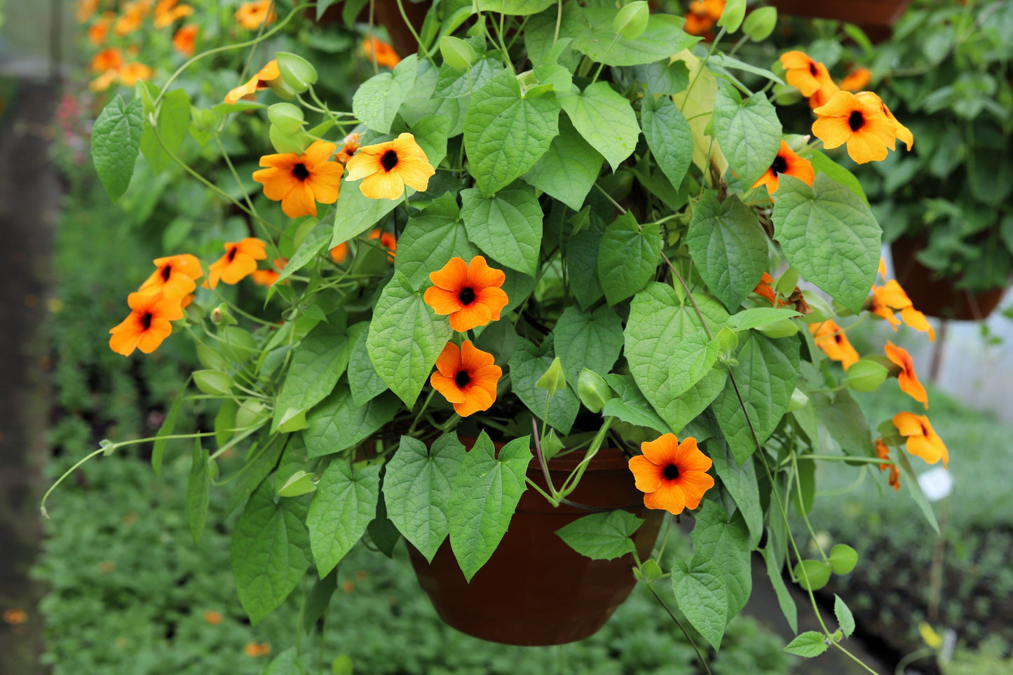 25 Mixed Black Eyed Susan (Thunbergia Alata) Seeds