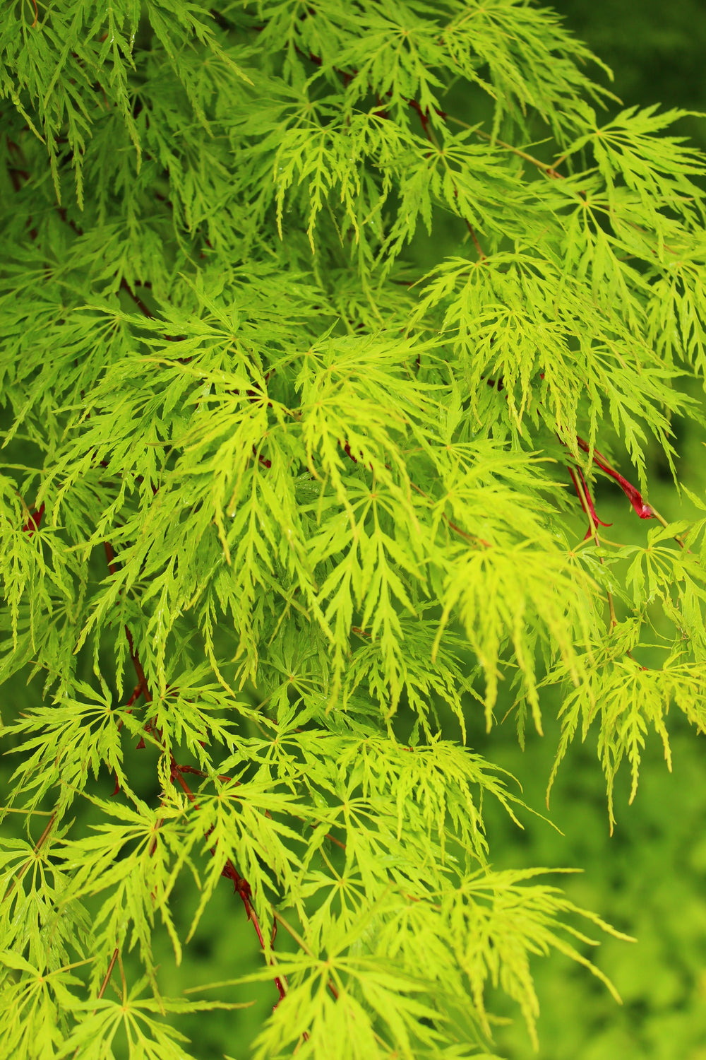 10 Green Laceleaf Maple (Acer Palmatum Dissectum Viridis) Seeds