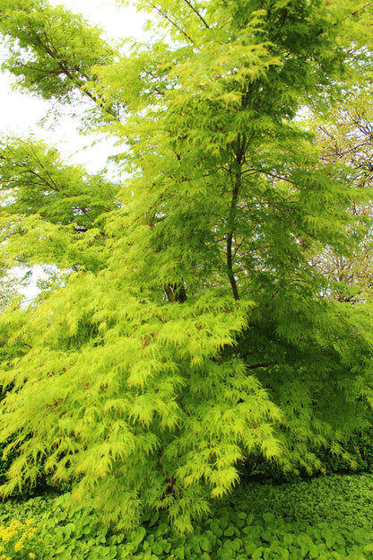 10 Green Laceleaf Maple (Acer Palmatum Dissectum Viridis) Seeds
