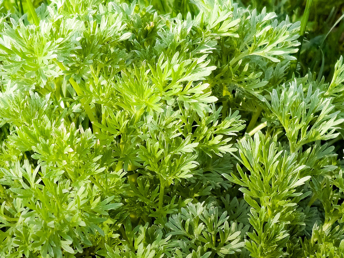 Sweet Wormwood (Sweet Annie) (Artemisia annua) Seeds – 1,000 ct