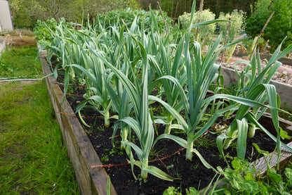 500 Broad London Leek (Allium Porrum) Seeds