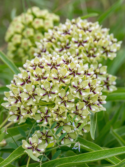 Green Spider Milkweed (Asclepias viridis) Seeds – 20 ct