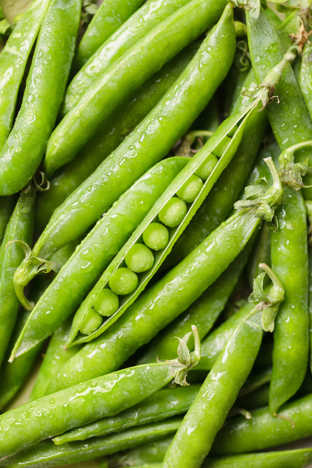 50 Green Arrow Pea (Pisum Sativum) Seeds