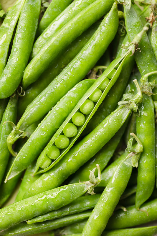 50 Green Arrow Pea (Pisum Sativum) Seeds