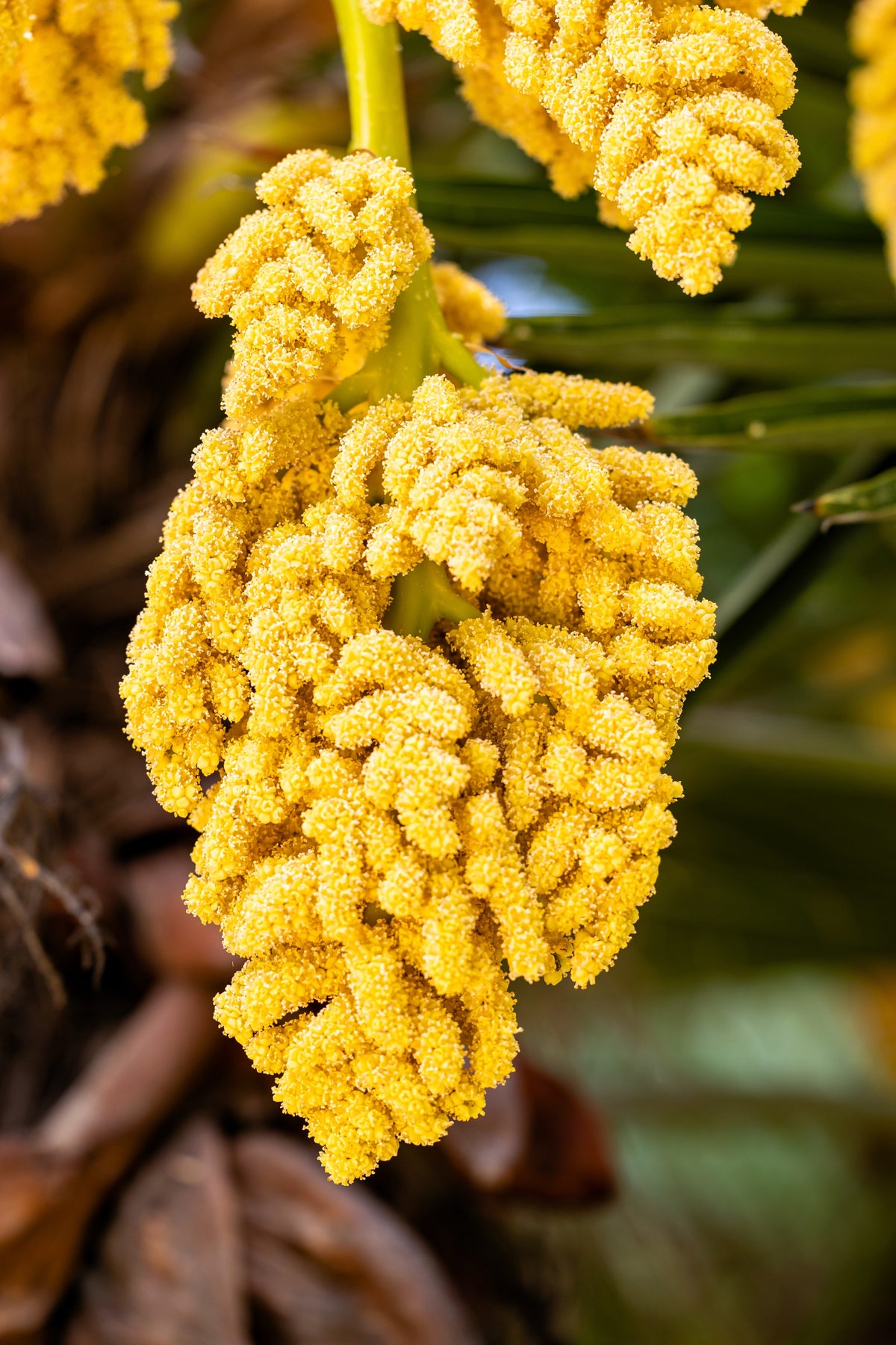 Wagner Windmill Palm (Trachycarpus fortunei 'Wagnerianus') Seeds – 10 ct