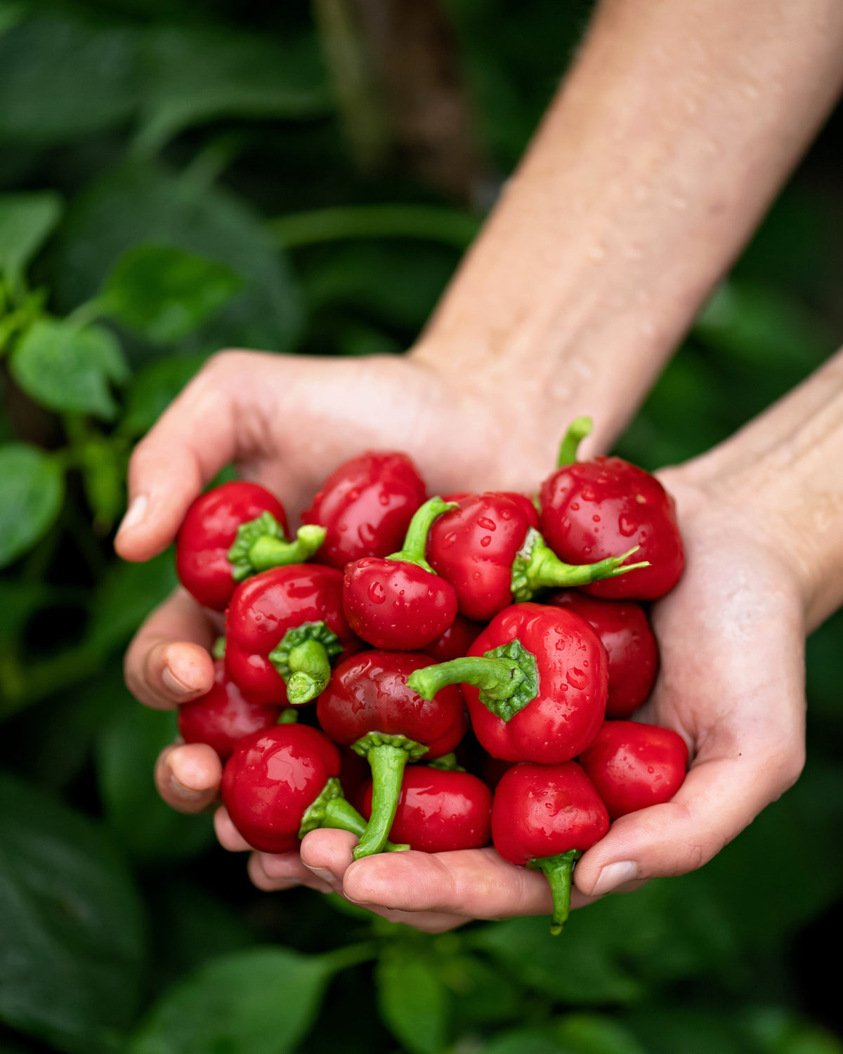 Red Cherry Hot Pepper (Capsicum annuum) Seeds – 100 ct