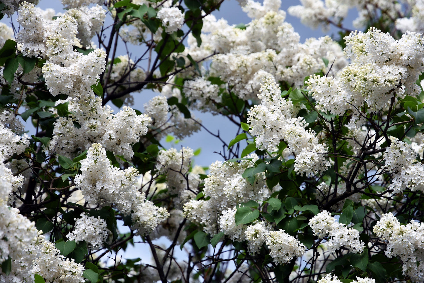 20 White Tree Lilac (Syringa Pekinensis) Seeds