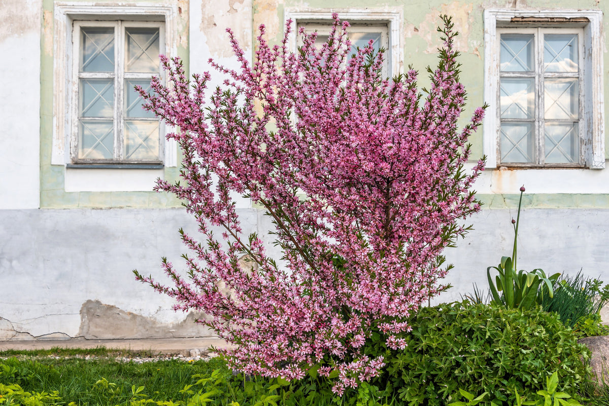 Dwarf Russian Almond (Prunus tenella) Seeds – 5 ct