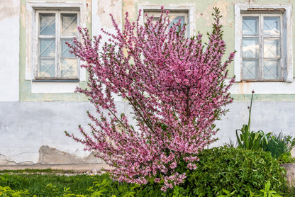 Dwarf Russian Almond (Prunus tenella) Seeds – 5 ct