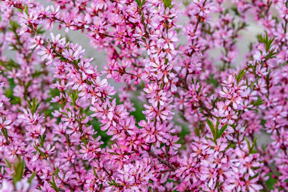 Dwarf Russian Almond (Prunus tenella) Seeds – 5 ct