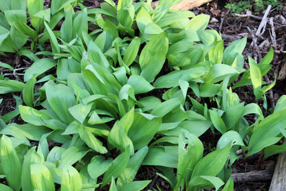 20 Ramp / Wild Leek (Allium Tricoccum) Seeds