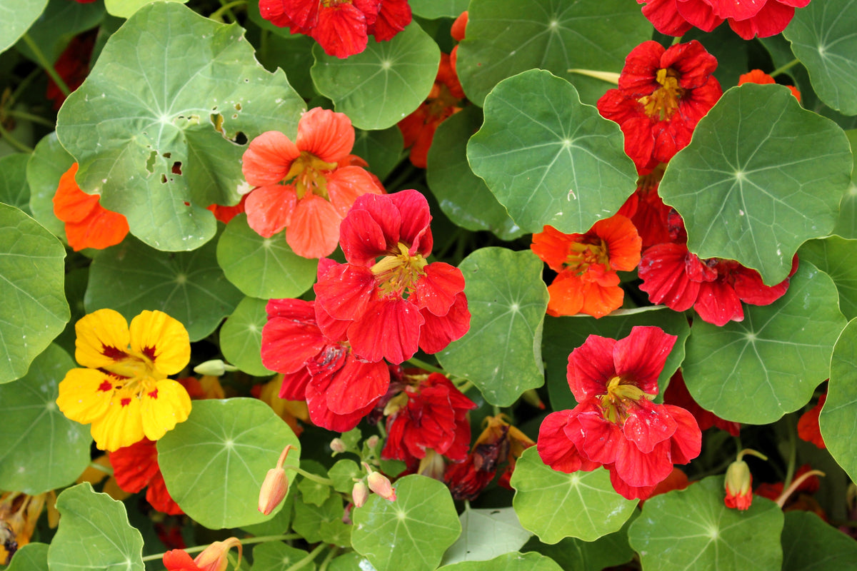50 Mixed Colors Dwarf Jewel Nasturtium (Tropaeolum Minus) Seeds