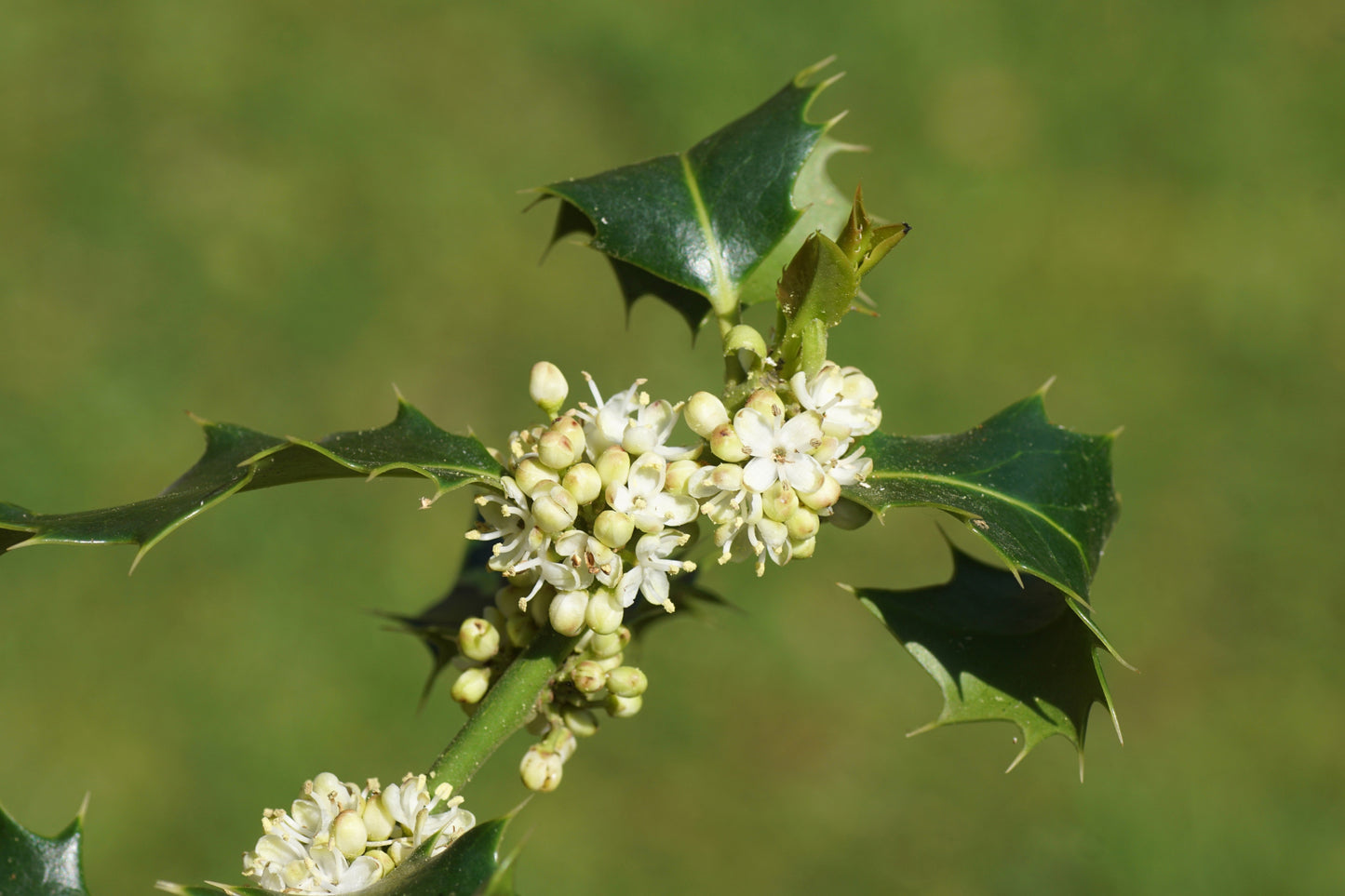 40 English Holly (Ilex Aquifolium) Seeds