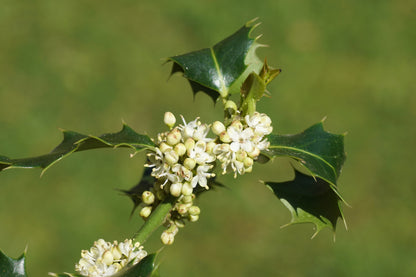 40 English Holly (Ilex Aquifolium) Seeds