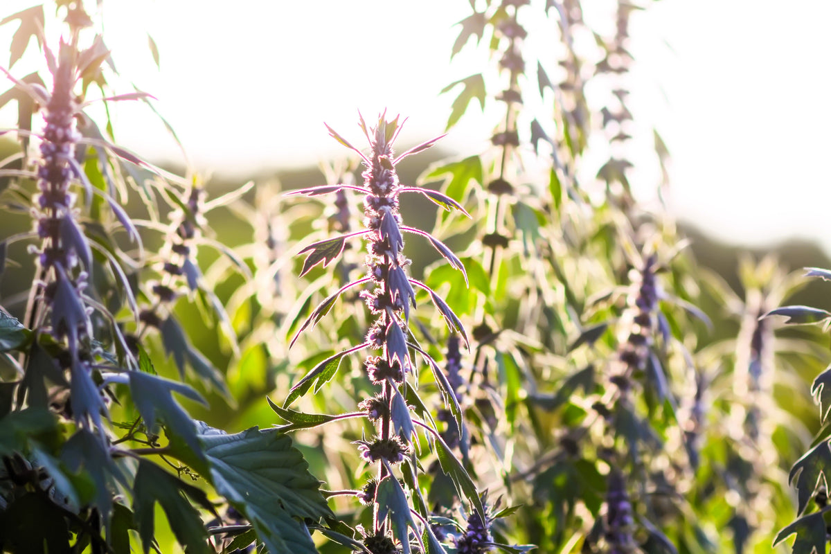 50 MOTHERWORT (Lions Tail / Heartwort) Leonurus Cardiaca Herb Flower Seeds