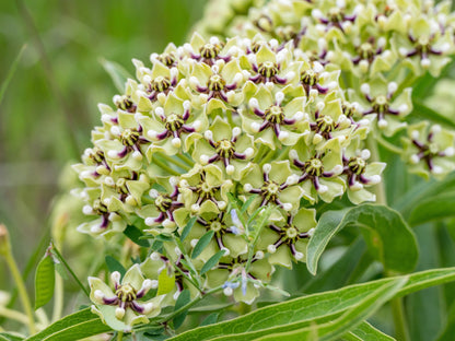 Green Spider Milkweed (Asclepias viridis) Seeds – 20 ct