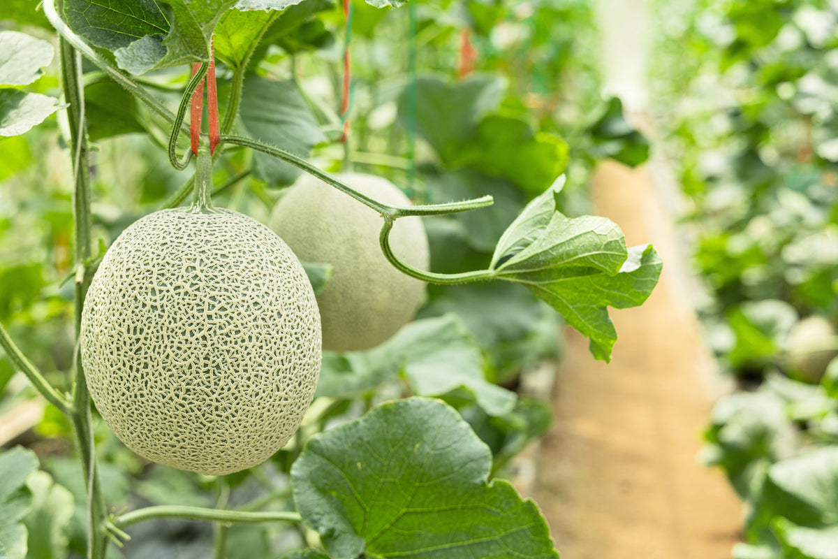 Rocky Ford Green Flesh Cantaloupe (Cucumis melo) Seeds – 75 ct