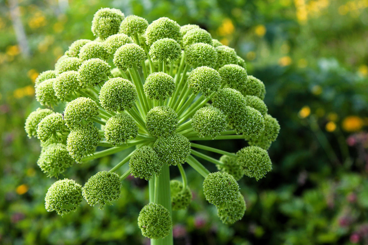 30 ANGELICA Archangelica Officinalis Edible Archangel / Holy Ghost Herb Seeds