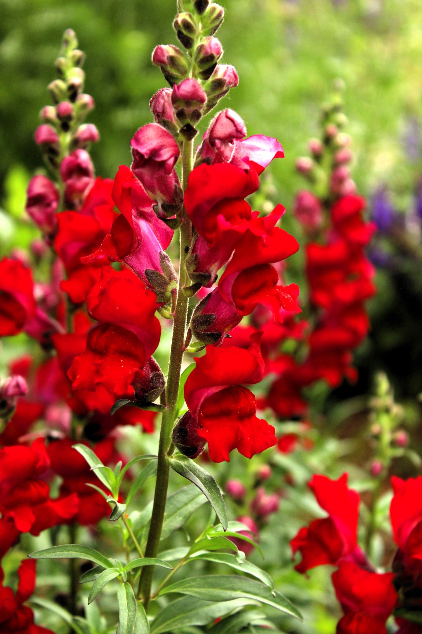 250 Ruby Red Snapdragon (Antirrhinum Majus) Seeds